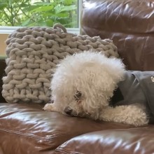 white dog on brown leather couch