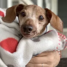 grey-faced dachshund wrapped in blanket