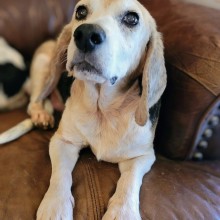 beagle on couch with soulful eyes