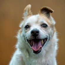 jack russell mix smiling