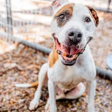 Buddy the pit bull brown and white pit bull