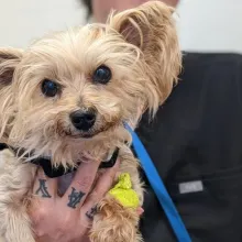 Carly in a tattooed hand Yorkie in a tattooed hand