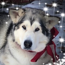 husky with red bow and twinkle filter
