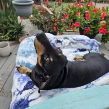 Rudy laying on a bed in front of flowers black dog laying on bed in front of flowers