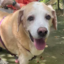 Hazel beige lab dog