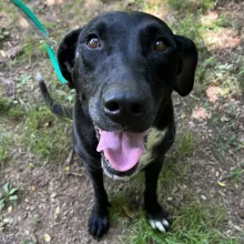 Sophie outside black lab outside