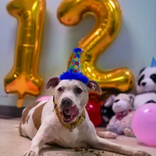 Big Top White dog with 12 birthday balloon