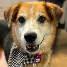 Rhea Brown and white dog