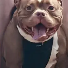Meatball Brown dog with white chest