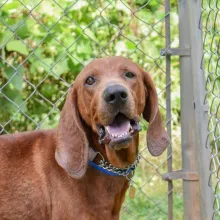 Sorrel Brown dog near fence
