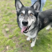 Gracie Black and white dog with tongue out