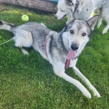 Grandpa Moses Grey and white Husky lying down