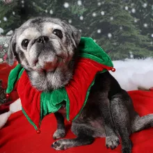 Lucy Pug at Christmas