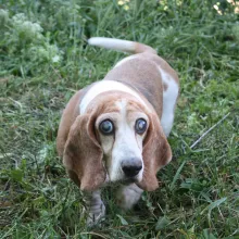 Ali Brown and white basset hound