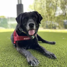 black dog with red harness black dog with red harness