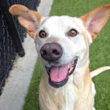 white dog smiling white dog smiling