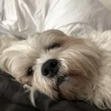 Mrs.Pants