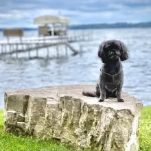 Gabby small black dog sitting on a rock in front of the sea