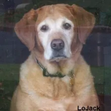 LoJack