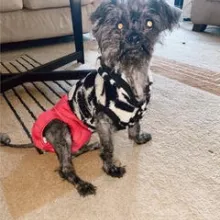 scruffy dog with diaper scruffy dog with diaper