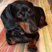 Duchess Black and tan Dachshund Duchess