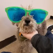 Small gray dog with green sunglasses on