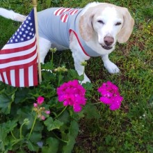 Blond beagle Happy by flag