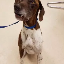 Brianna Brown and white short haired pointer sitting on a tile floor.