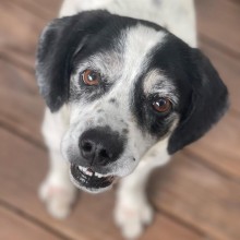 black and white dog with brown eyes