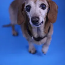 Small daschund standing in front of a blue background