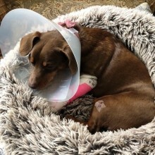 Brown dog with cone