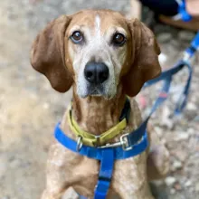Deohgee grey hound dog