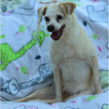 Small cream colored dog sitting up a colorful child's blanket