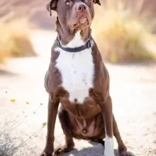 Duke Dog in desert