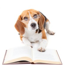 Beagle with glasses reviewing report