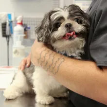 dog laying in human arms