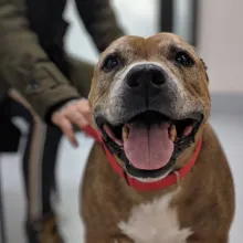 smiling Hailey smiling brown pit bull