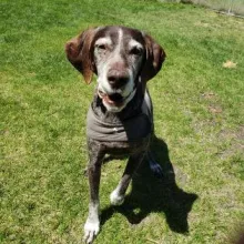 Squidward Brown dog Squidward