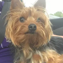 Picture of a small brown and black dog with his ears standing up.