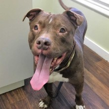 Chocolate brown pit bull  with white paws standing with tongue open on wood floor.