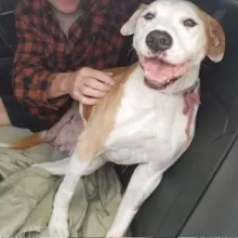 White pit bull Sugar White pit bull Sugar