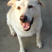 Brody, a yellow lab mix, now deceased