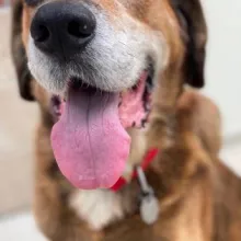 Hound dog with tongue out Hound dog with tongue out