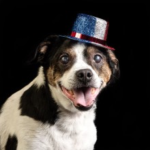 terrier in hat