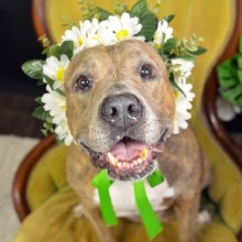 dog with flower lei