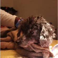 Miss Emmie Small black and grey dog wrapped in a towel.