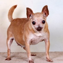 Little tan Chihuahua Vita