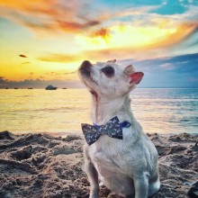 Small white dog wearing blue bowtie sitting on beach at sunset. 
