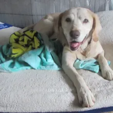 Macdougle Yellow lab Macdougle