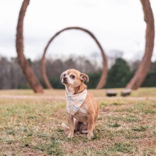 dog posed under stone rings